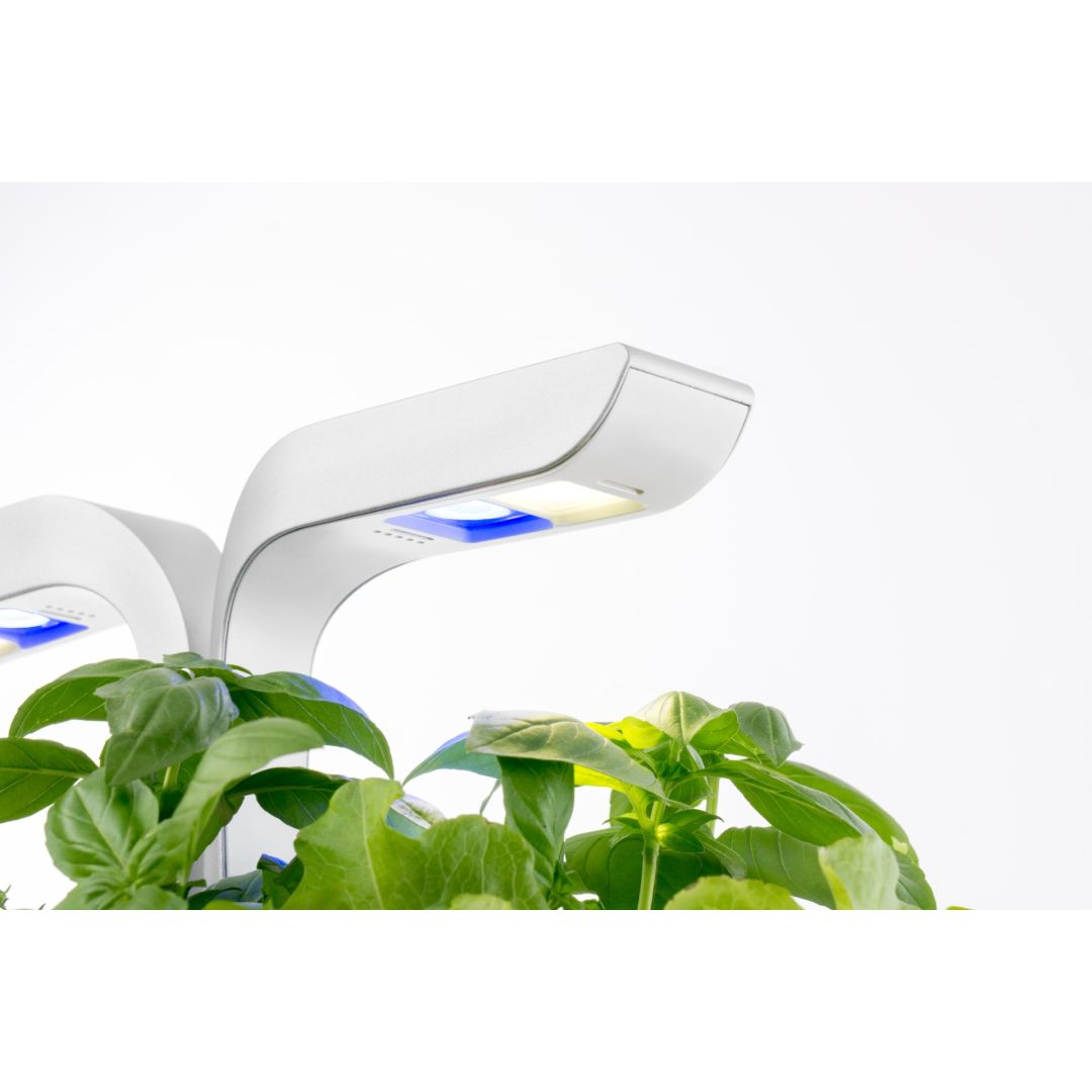 Jardin intérieur classique - Blanc