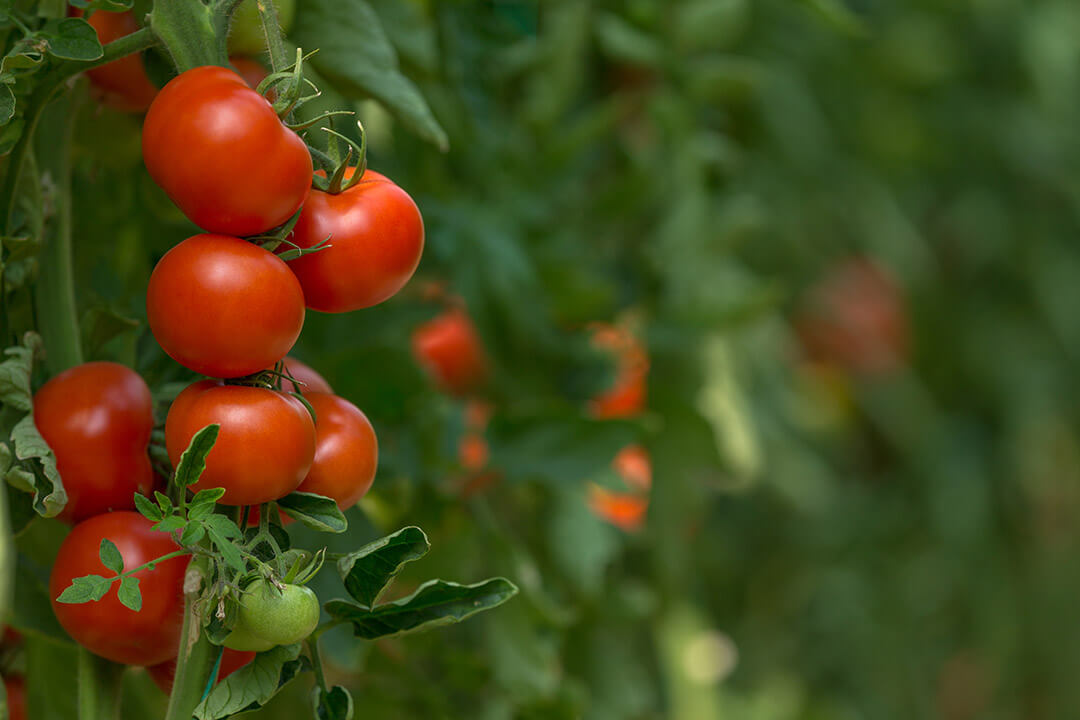 Tomates